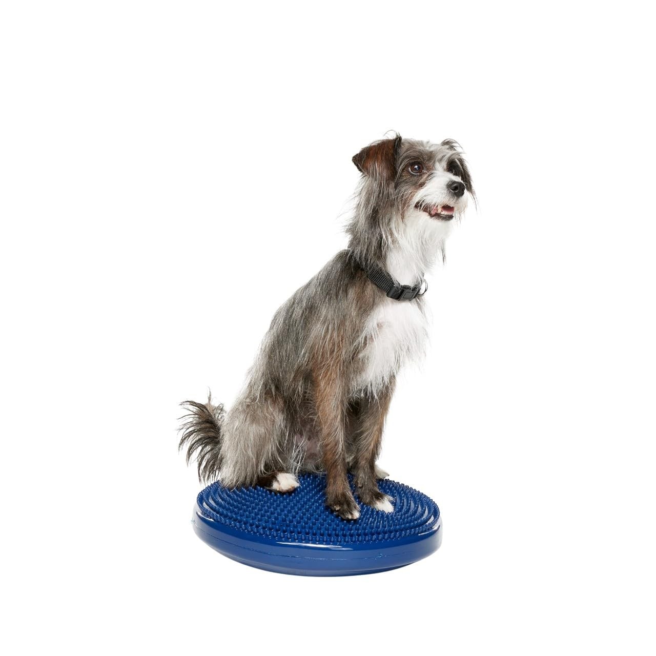 FitPAWS Dog Balance Disc 14" Blue Exercise Workout Tool Strength Core
