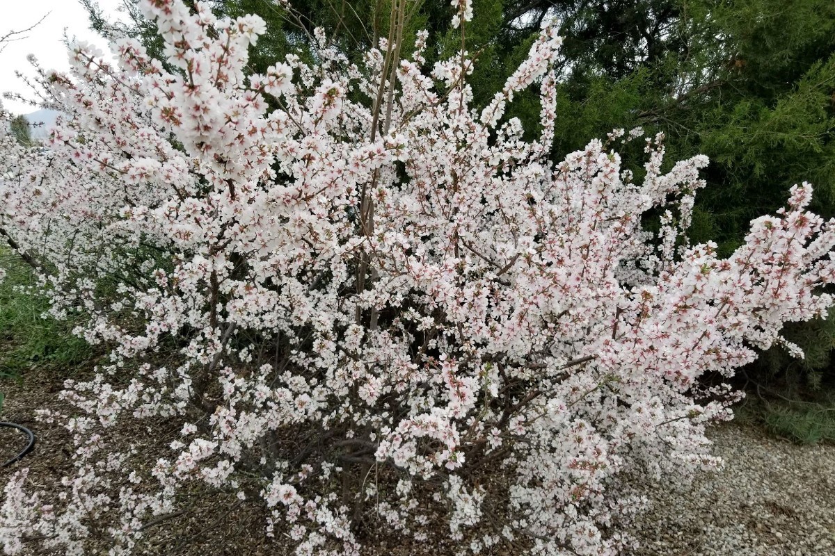 1 DORMANT Nanking White sweet bush cherry plant. Zones 2-7. Not self-pollinating
