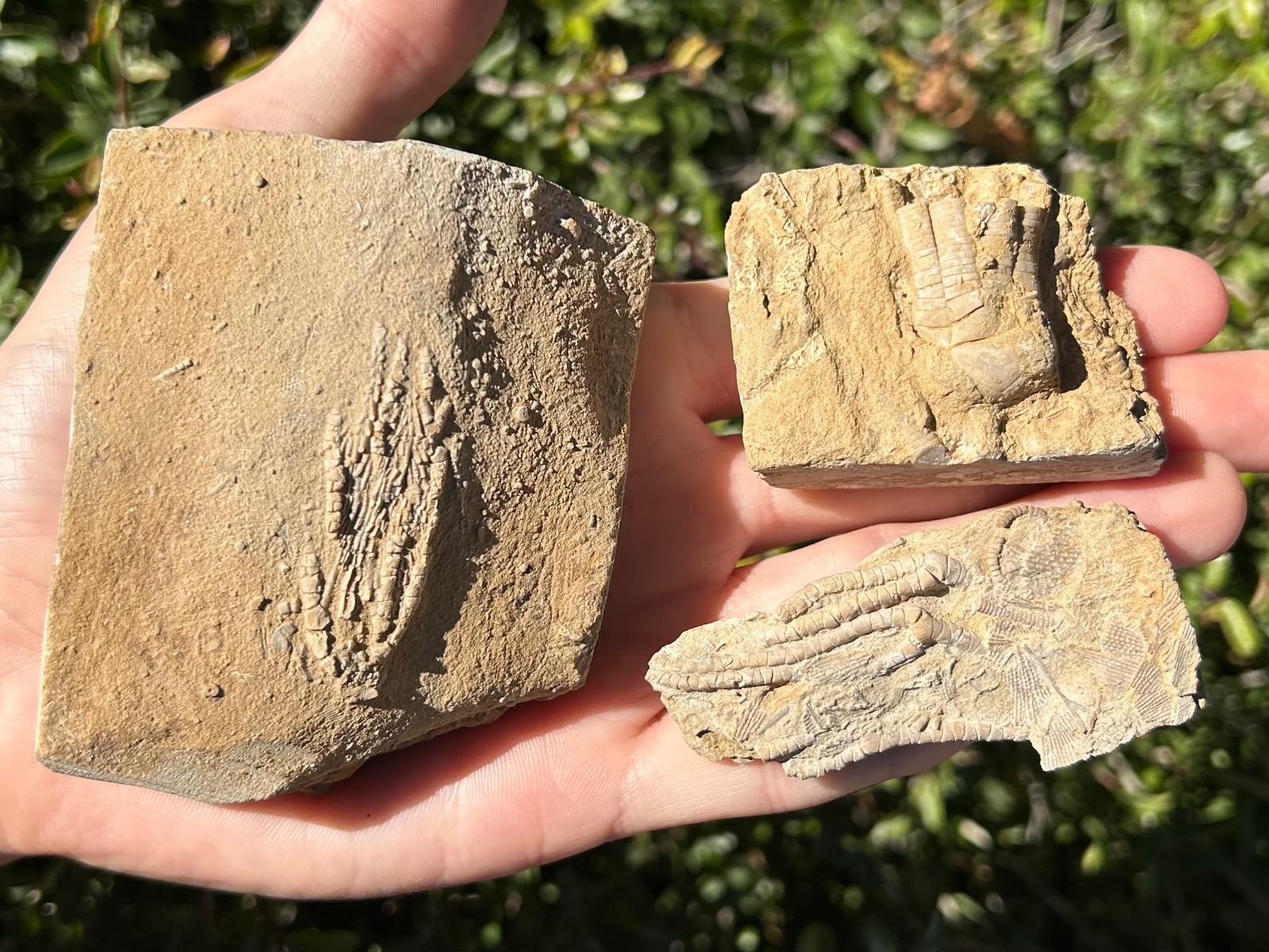 Crinoid Fossils in Matrix LOT OF 3 Alabama Phanocrinus Aphelecrinus Bangor Fm