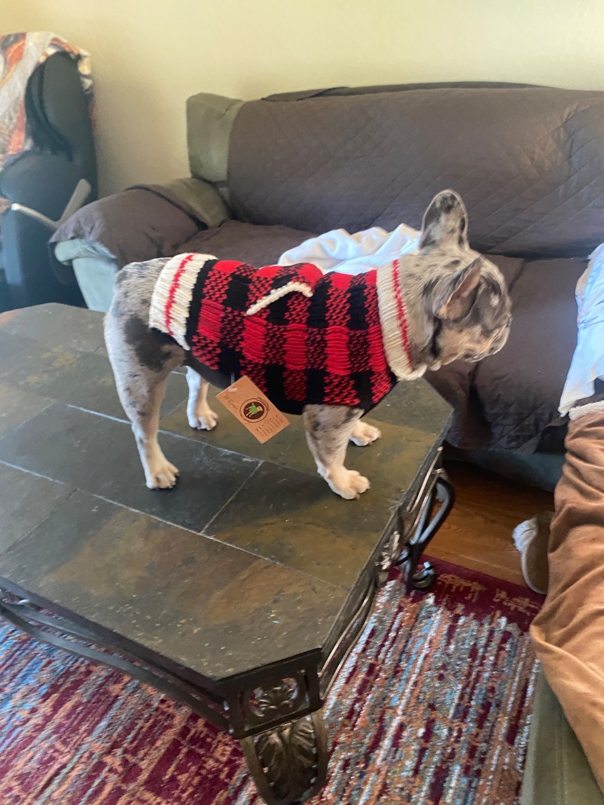 🐶 Hand Knit Wool Dog Sweater – Chilly Dog Brand – Size Small – Warm