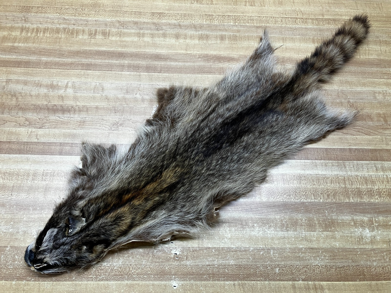 Raccoon Hides, Pelts, Tanned