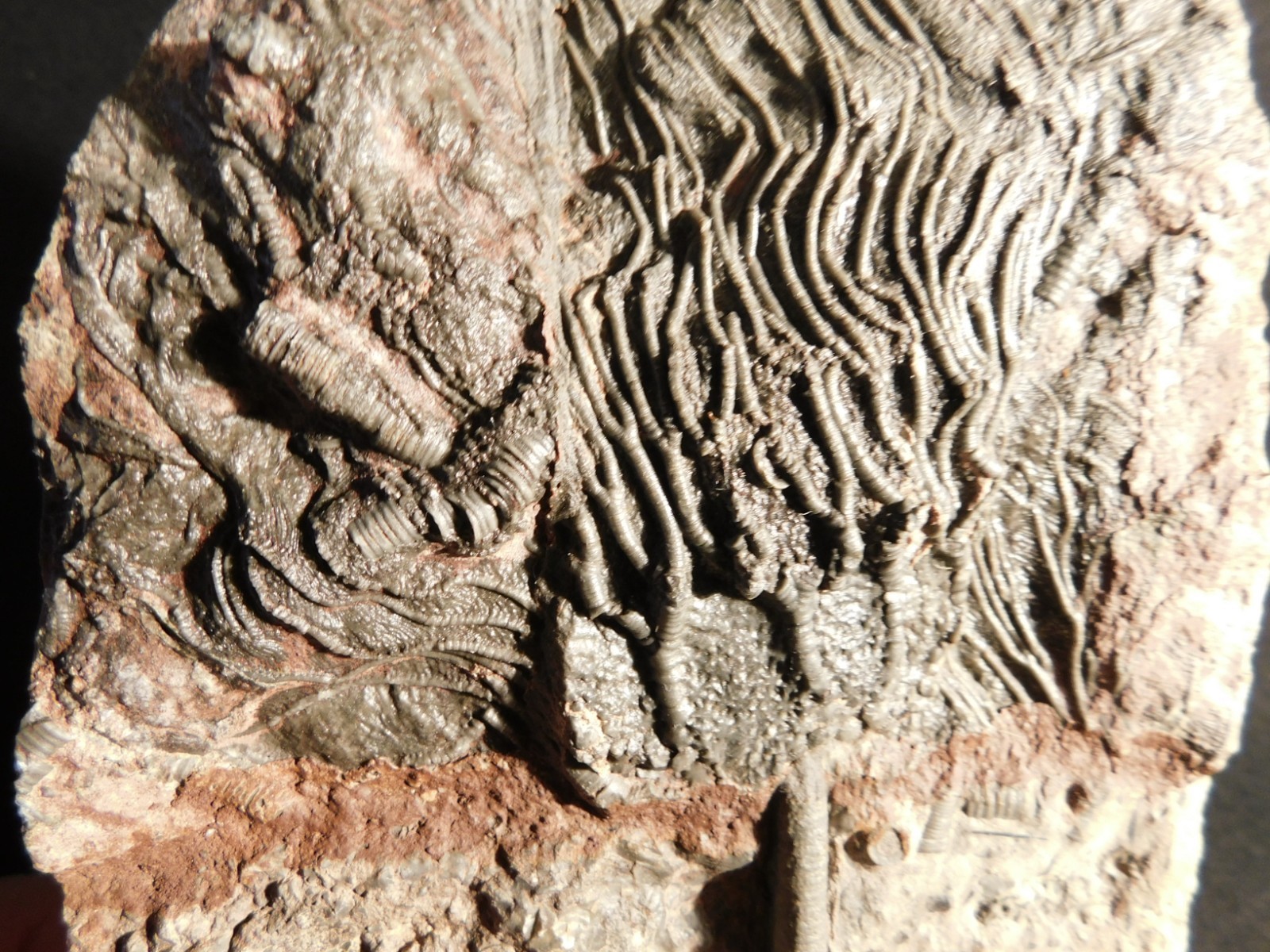 Nice! 430 Million Year Old! CRINOID Fossil or Sea LILY Fossil Morocco 838gr