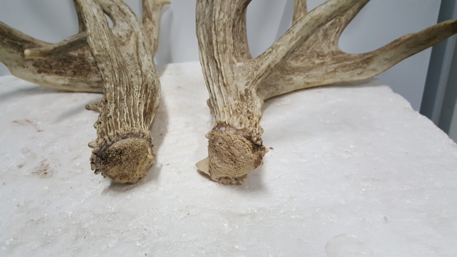 185-4" WHITETAIL DEER sheds Antlers mule mount taxidermy elk rack moose