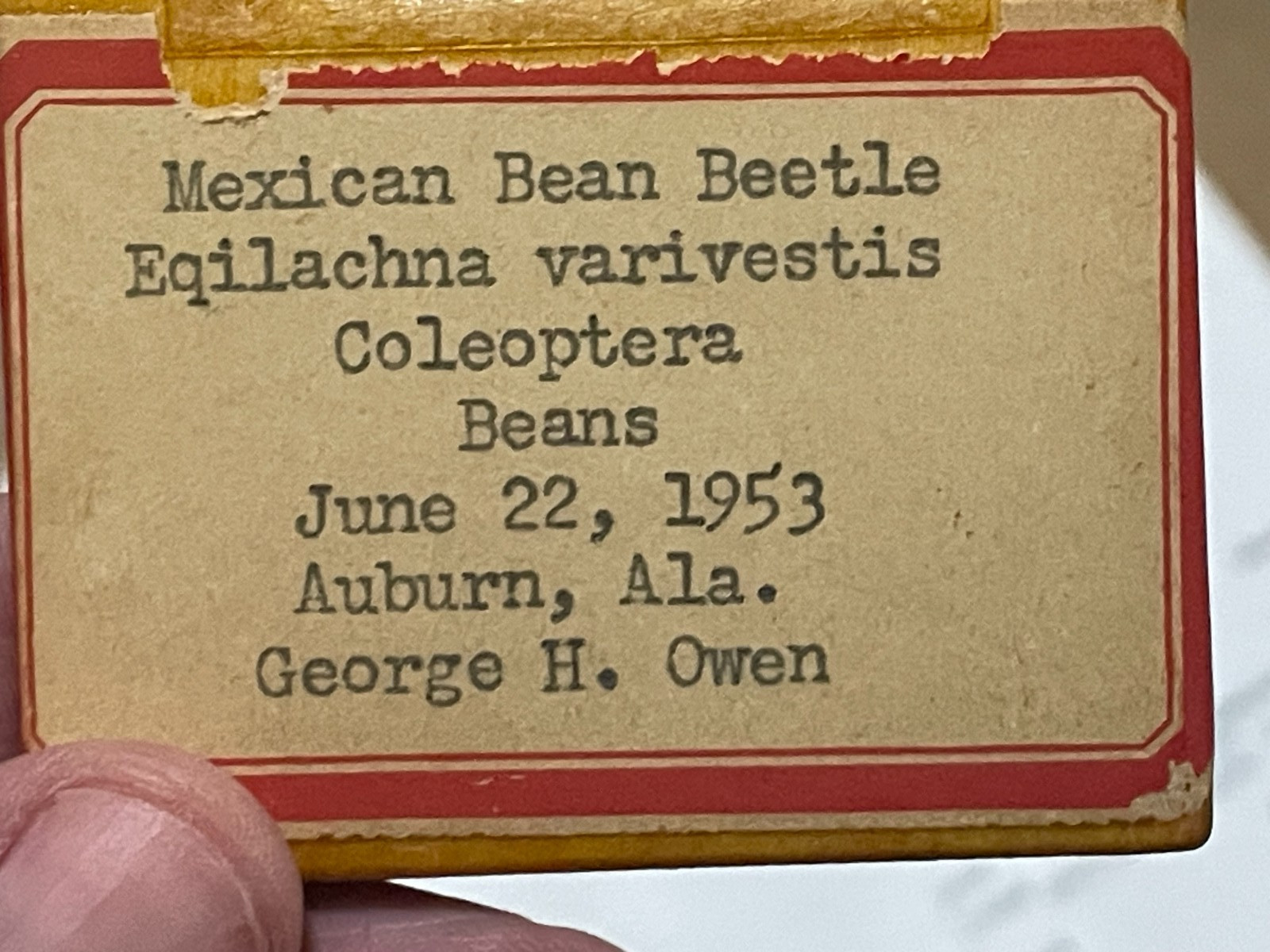 Entomology Slides Microscope Biology Insects With Box 1950's