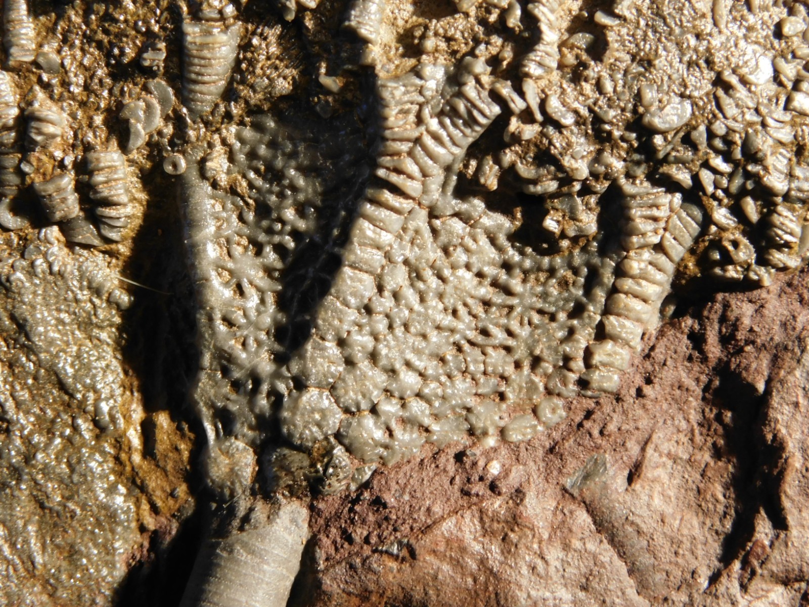 Larger! 430 Million Year Old! CRINOID Fossil or Sea LILY Fossil Morocco 601gr