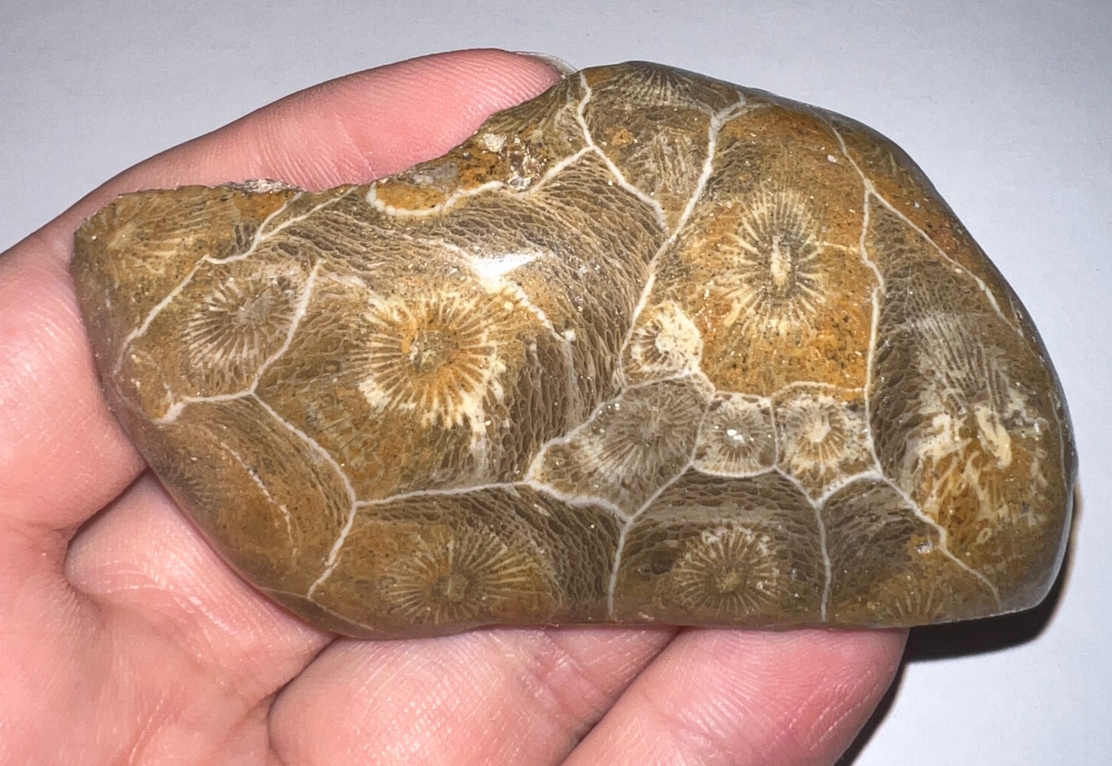 Moroccan Pre Dinosaur Fossil Polished Coral Lot 3 Inches One Per Order