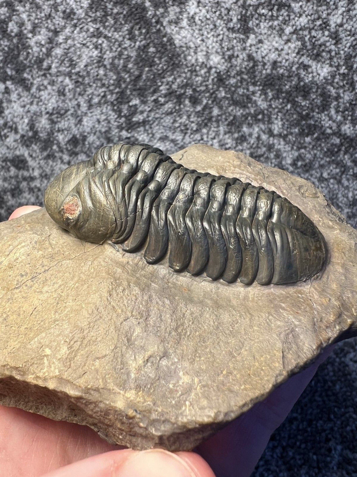 Reedops Trilobite Fossil – Detailed Collector Specimen