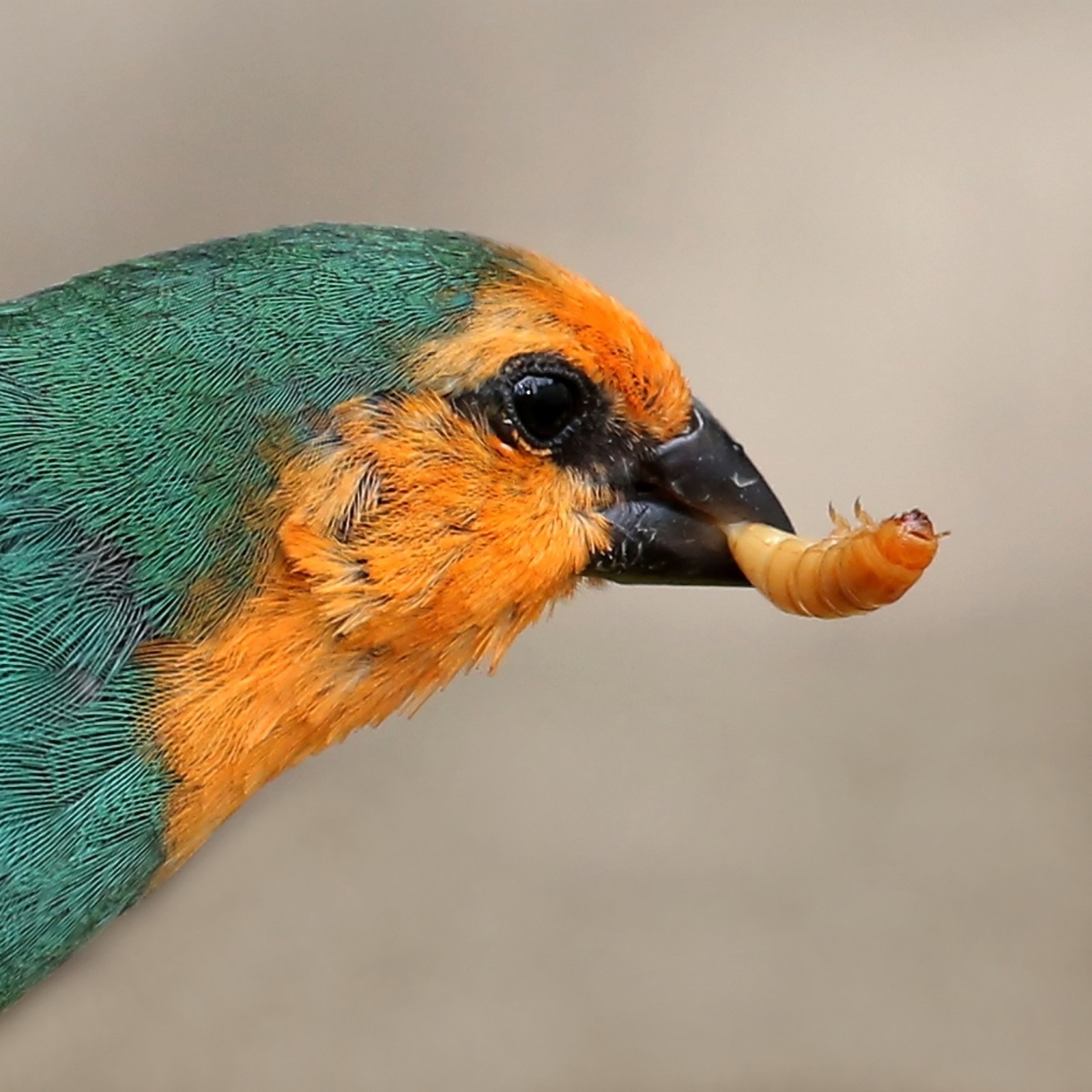 Live Mealworms - Bulk Feeder Insects (250 - 20000 Count) - S, M, L, G