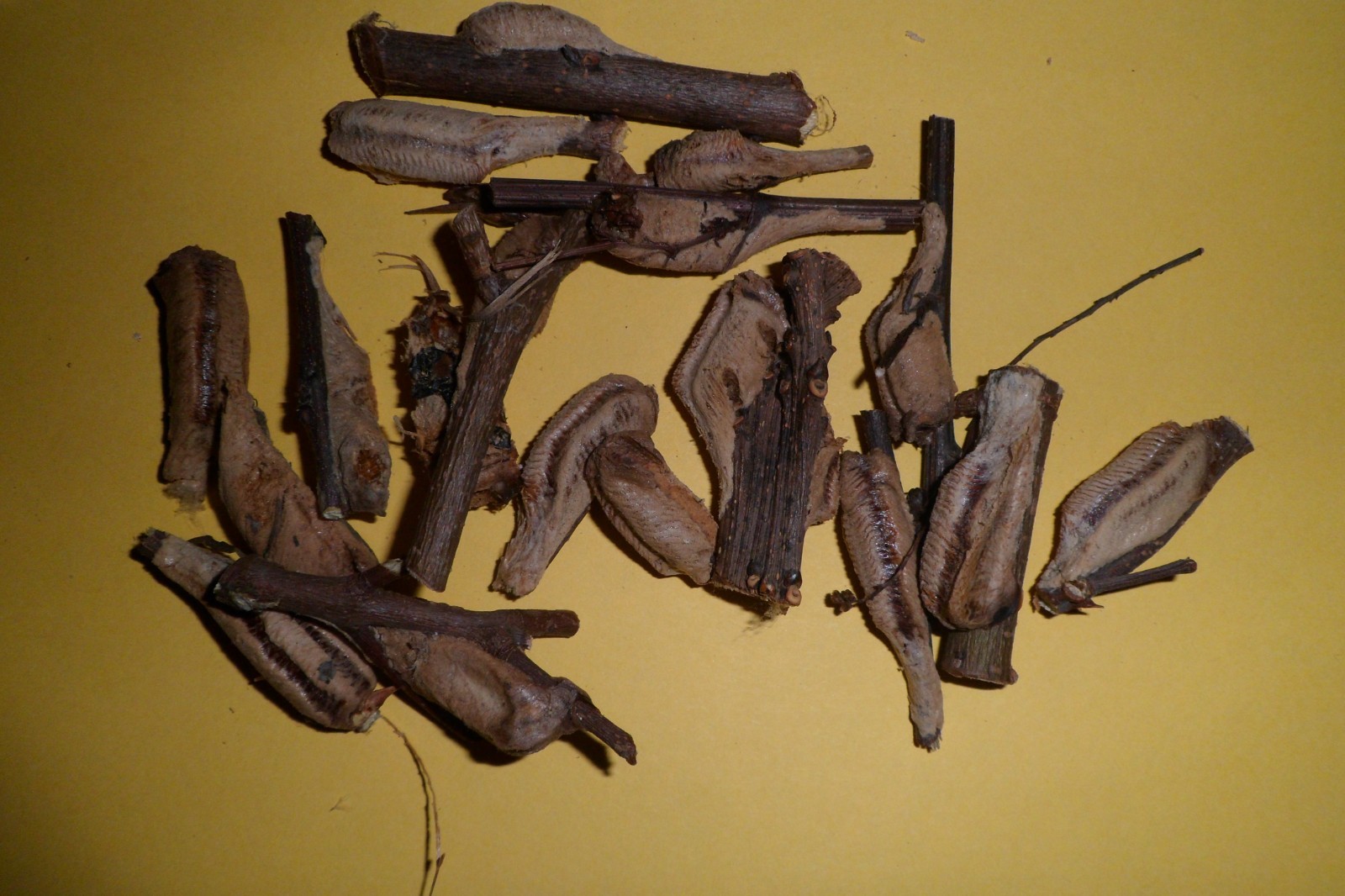 5 Freshly Harvested Carolina Praying Mantis Egg Cases Fresh Picked 2026 season.