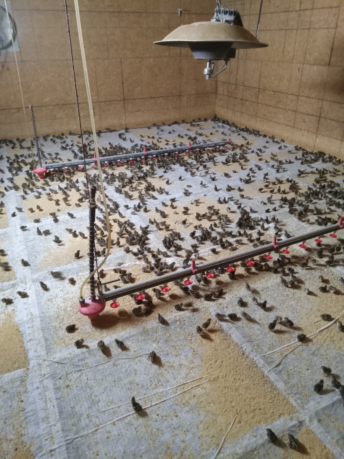33+ KINGsBROWN XL. JUMBO brown coturnix quail hatching eggs,
