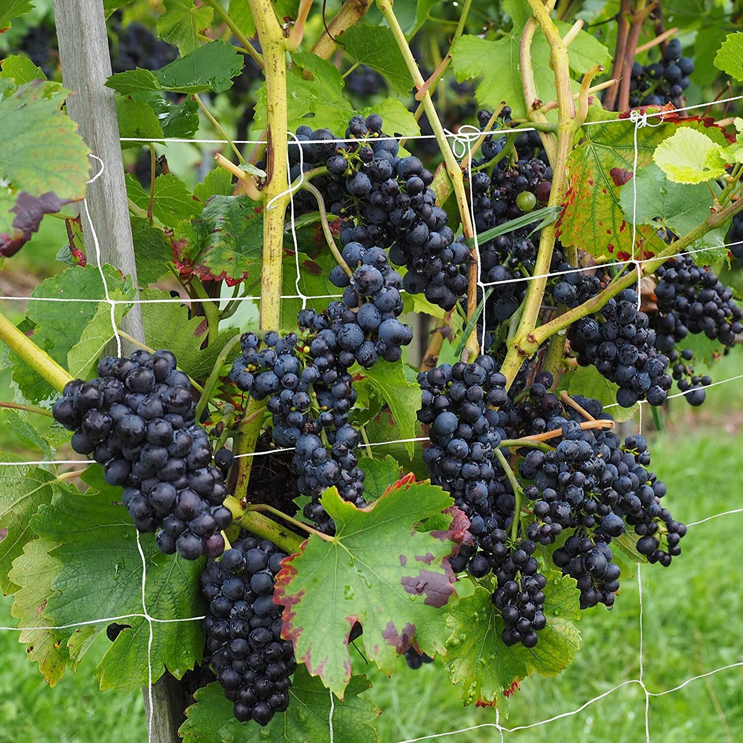 Heavy-Duty Polyester Plant Trellis Netting 5 x 15ft /5x30 ft