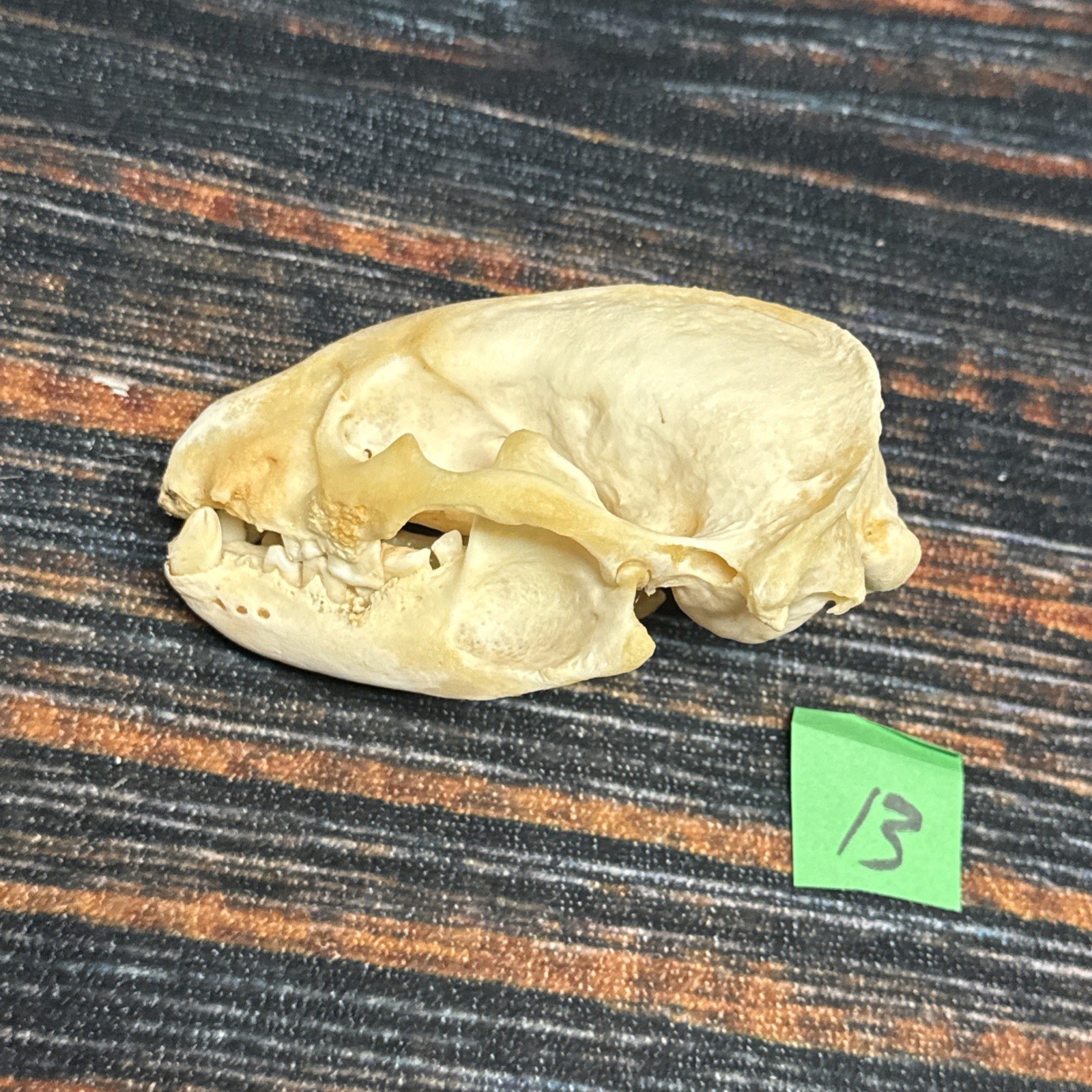 Real XL Badger Skull Unique Gift Halloween Craft Animal Mount Art Model Head Odd