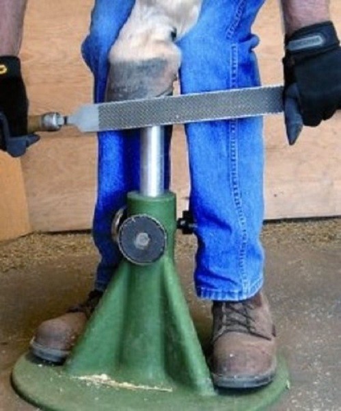 HOOFJACK farrier hoof jack stand HORSE SIZE Green natural trim shoeing