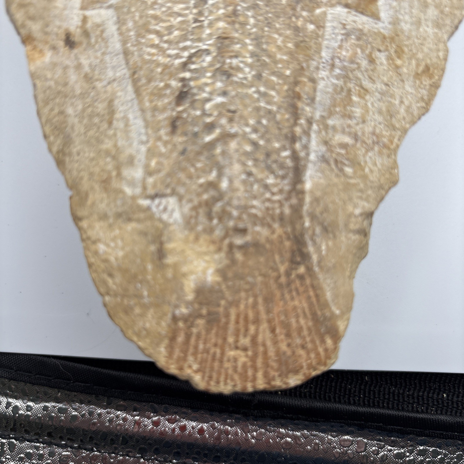 Vinctifer Comptoni Fossil Fish, Brazil, 99-112 million yrs old 9 inches 2 halves