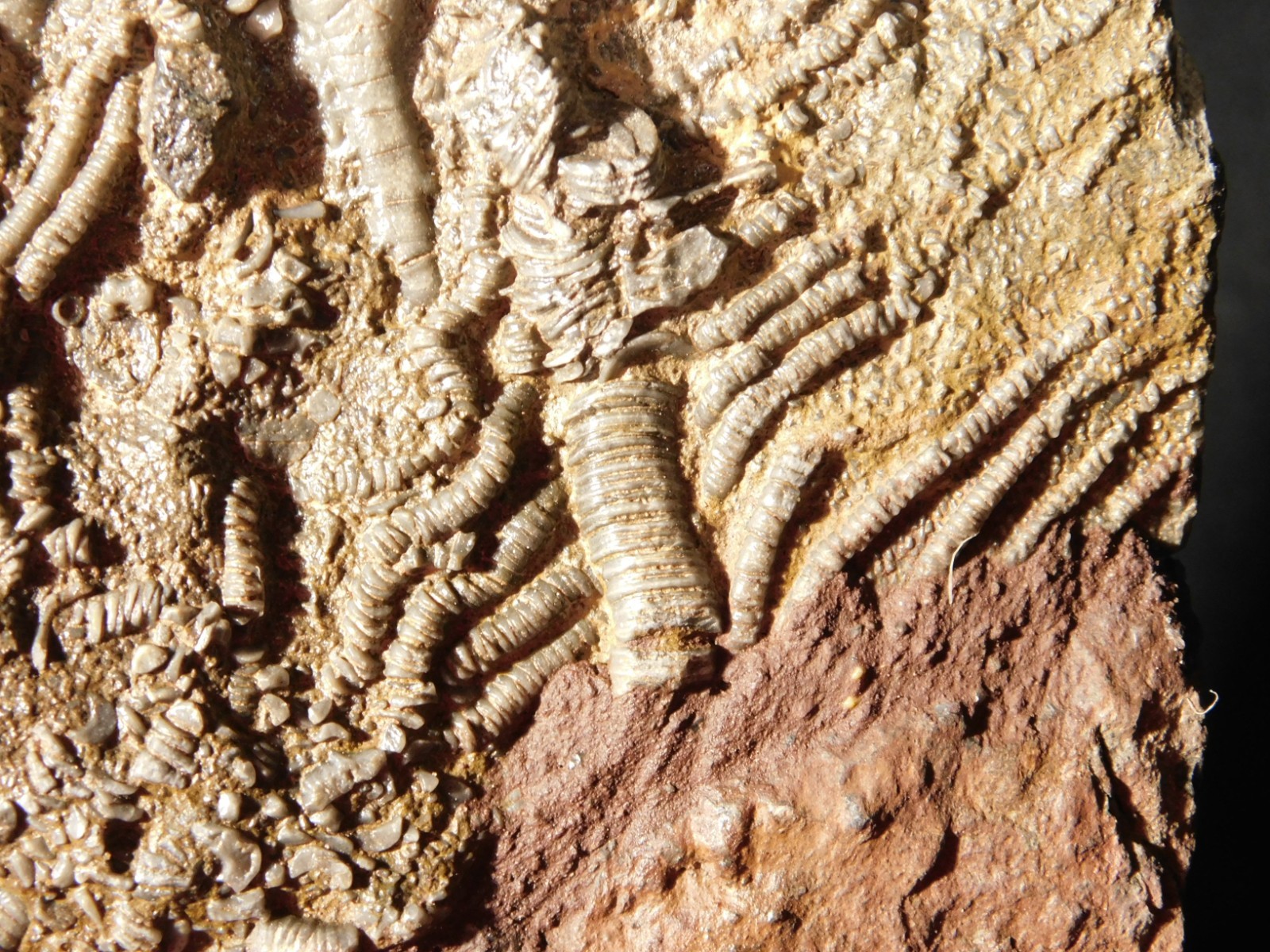 Larger! 430 Million Year Old! CRINOID Fossil or Sea LILY Fossil Morocco 601gr