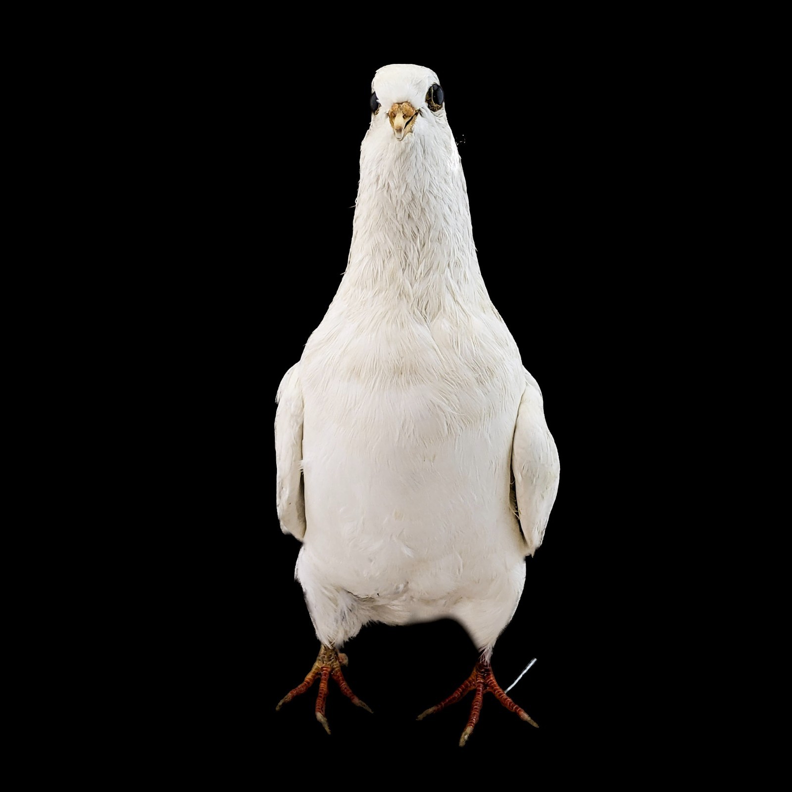 Rock Pigeon bird c livia dove Taxidermy Oddities Curiosities collectible