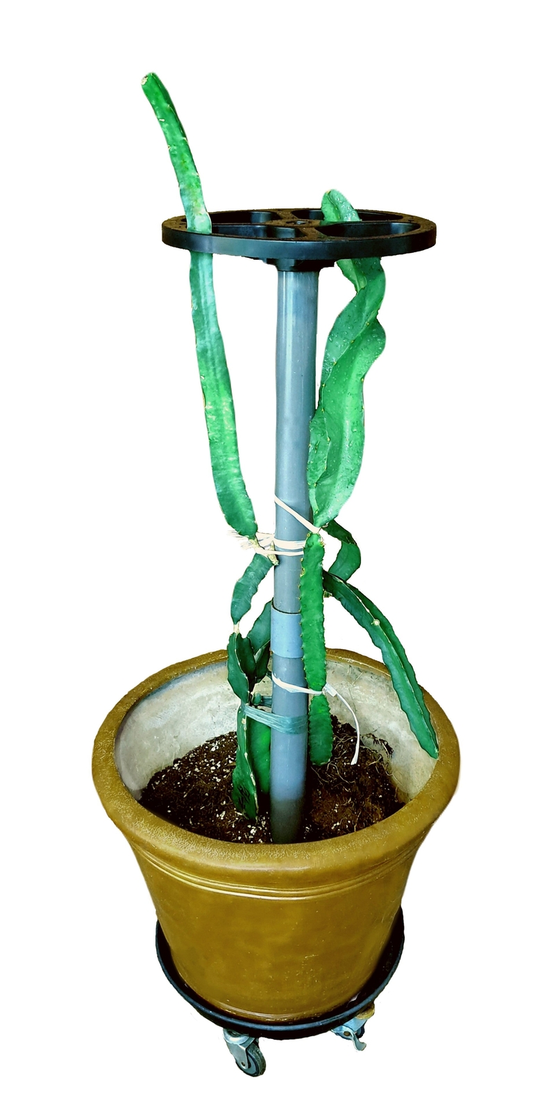 DRAGON TOWER 12 Inch Dragon Fruit Trellis Plant Support