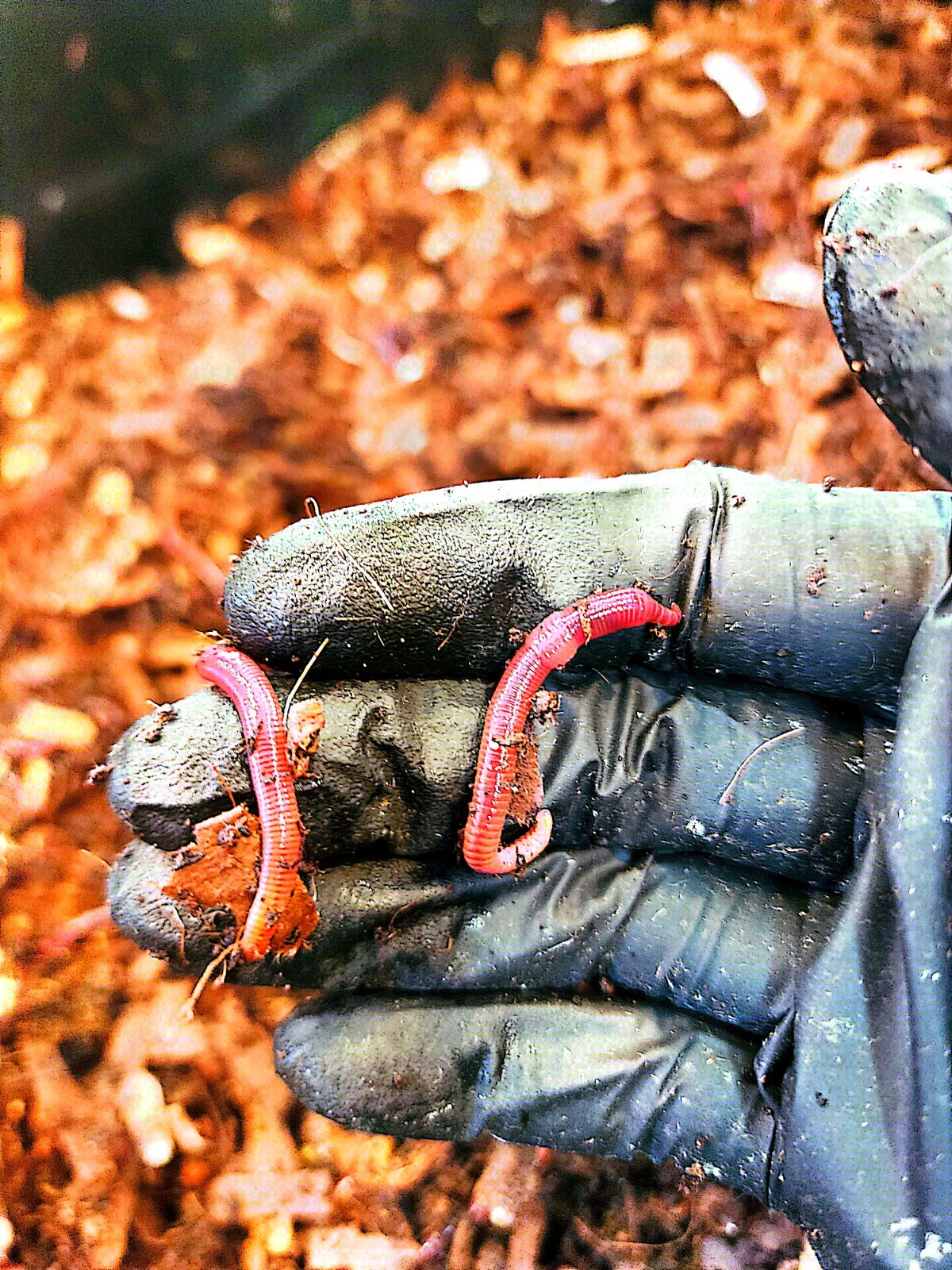 1 Lbs PURE RED WIGGLER Compost Worm /FREE SHPG/Weather Determines SHPG