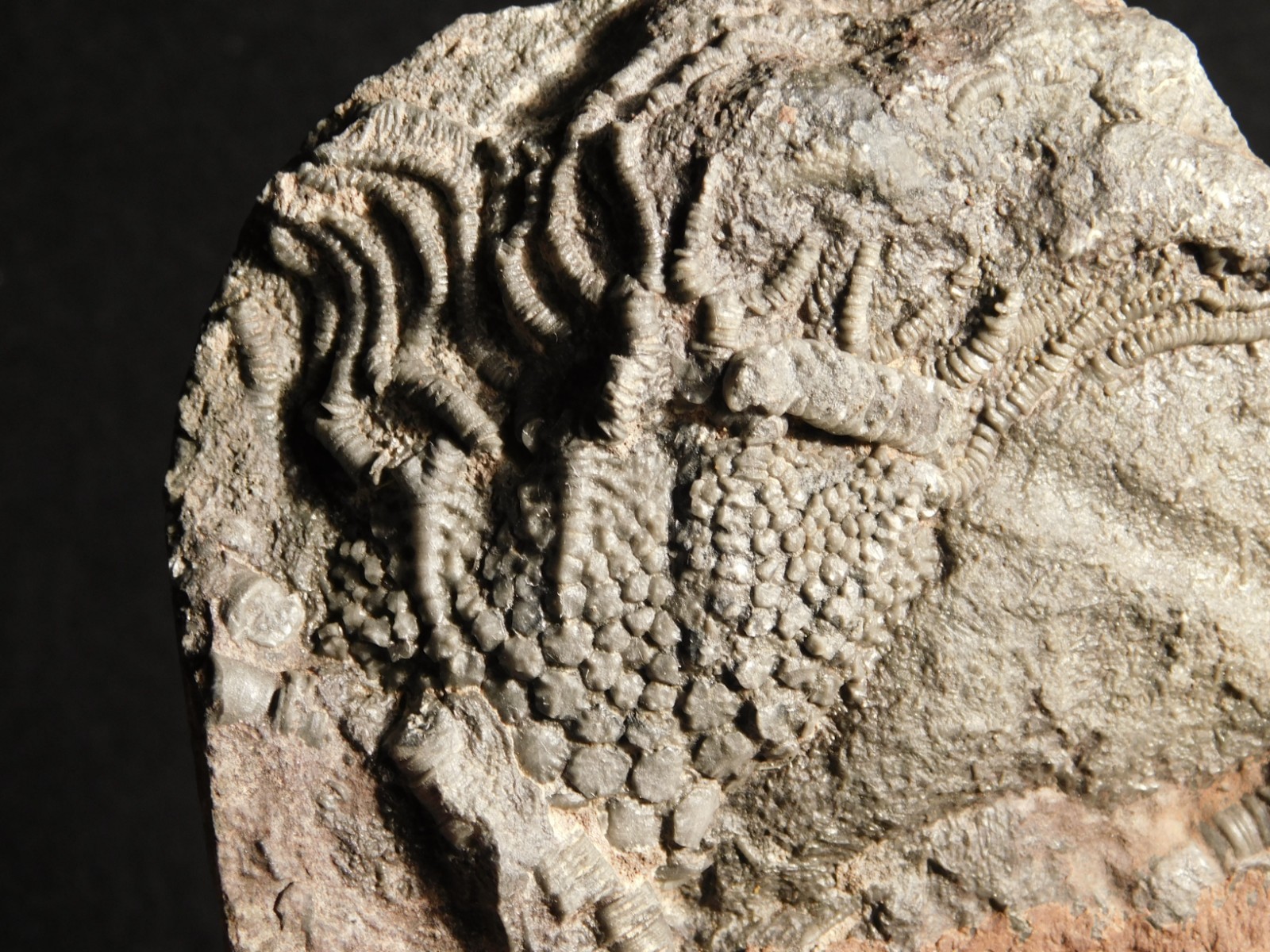 430 Million Year Old! CRINOID Fossil or Sea LILY Fossil Morocco 384gr
