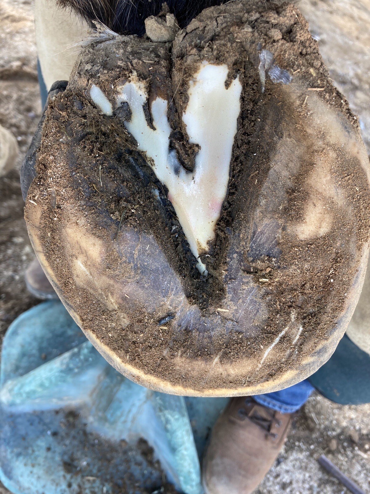 NEW 3 PACK!! Outlaw Thrush Stuff Treatment For Horses Hoofs And Abscesses Care