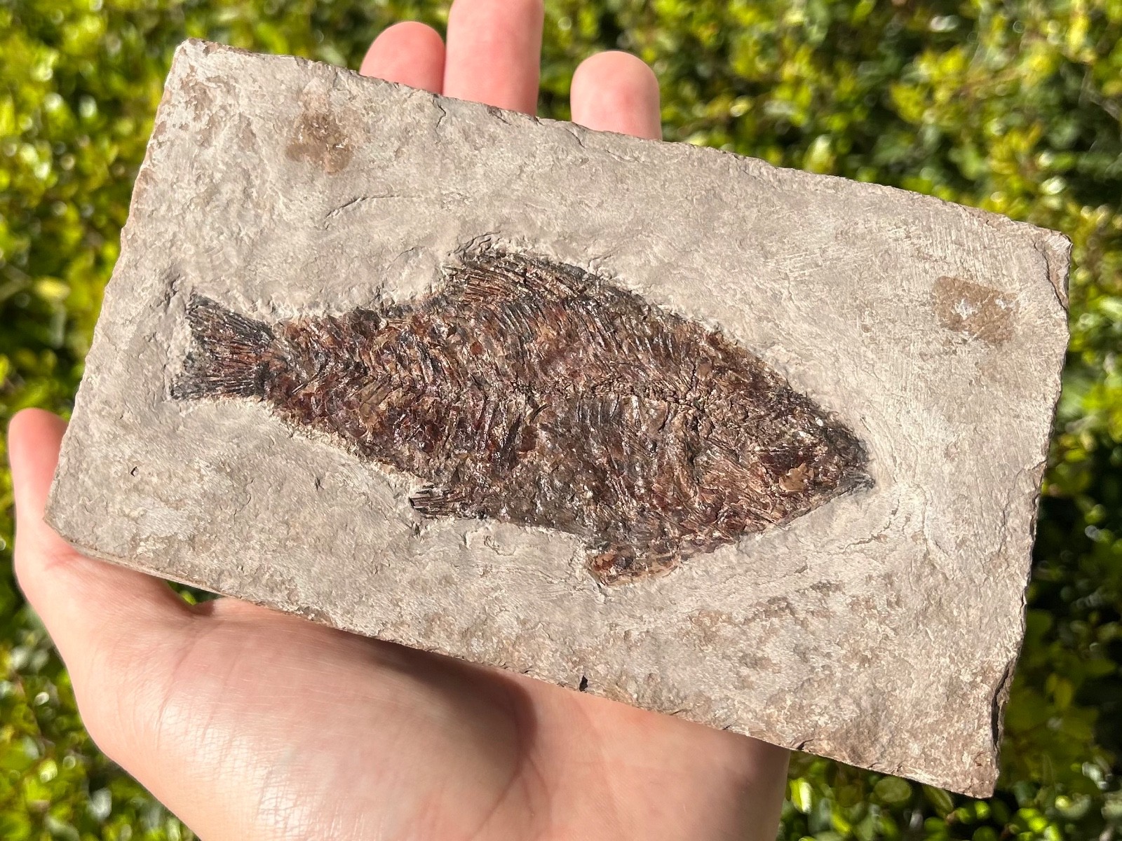 RARE Nebraska Fossil Fish Valentine Formation Skeleton Late Miocene Age