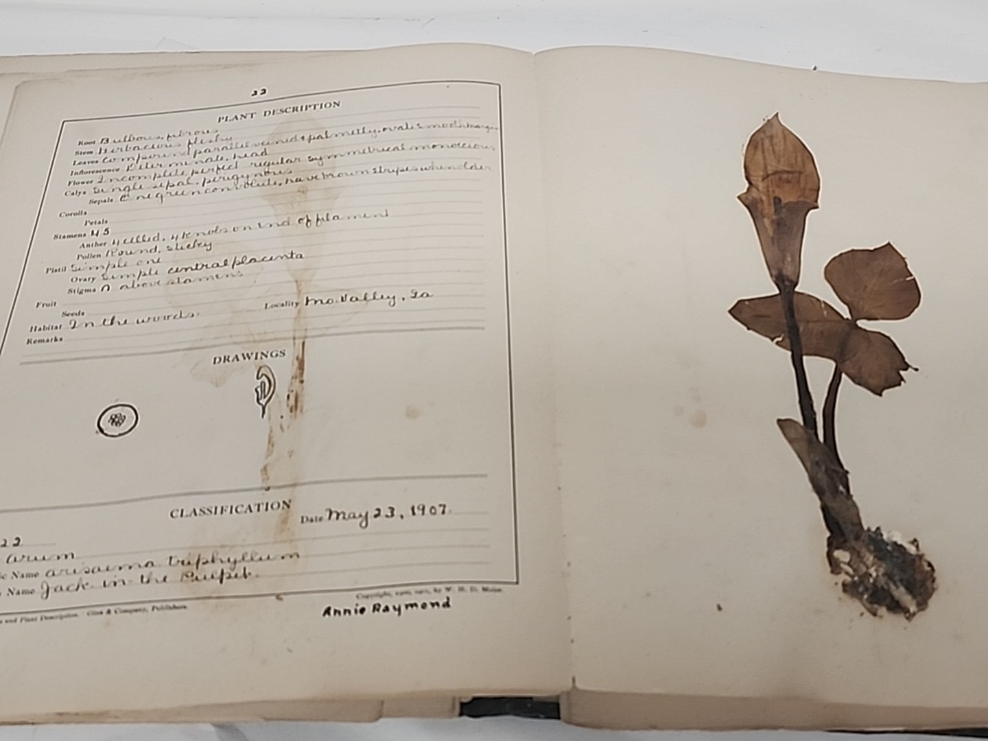 Antique HERBARIUM AND PLANT DESCRIPTIONS Meier Ginn And Company Complete 1907