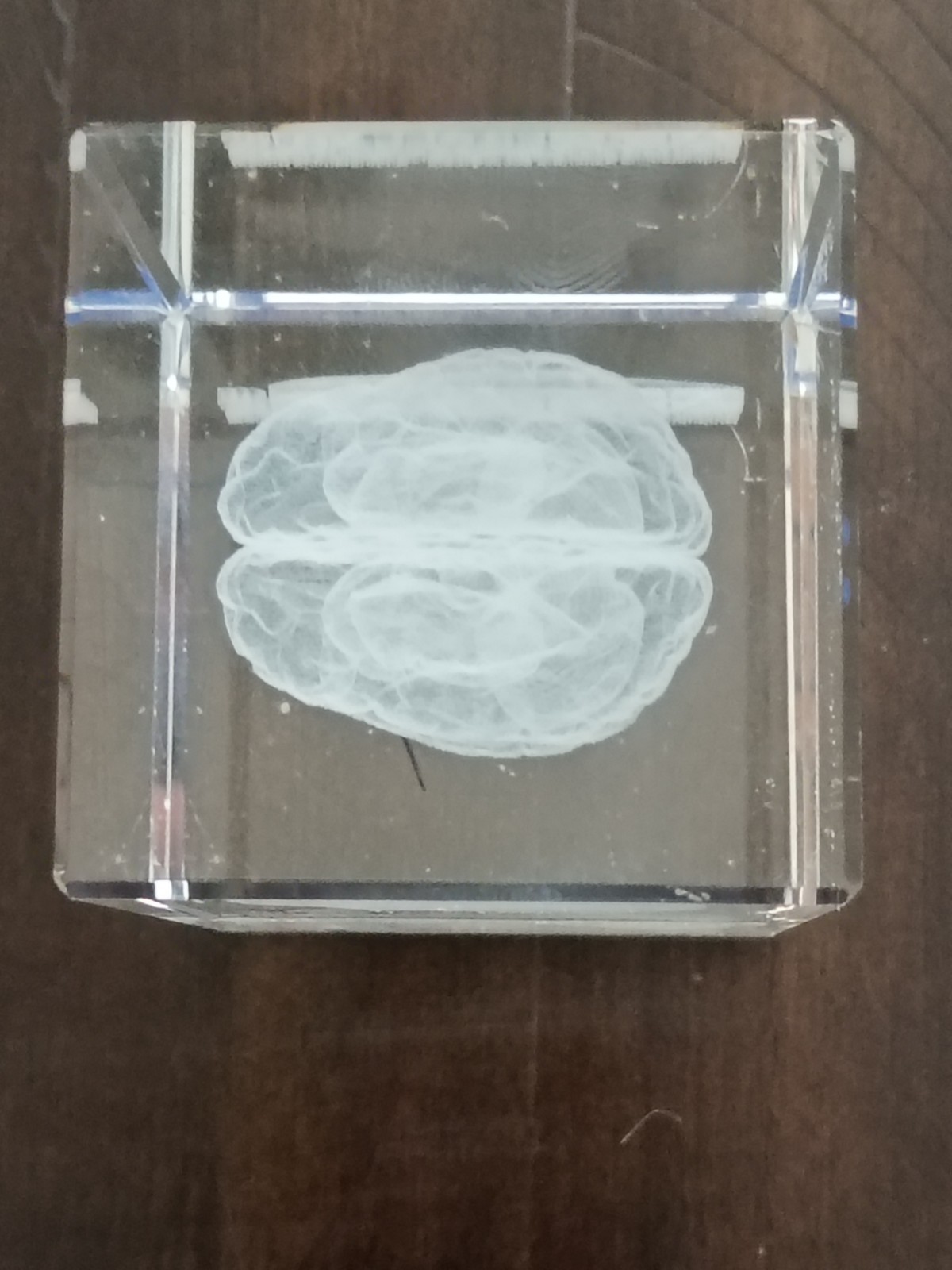 Adderall XR Glass Paperweight~Pharmaceutical Doctor Promo--RARE