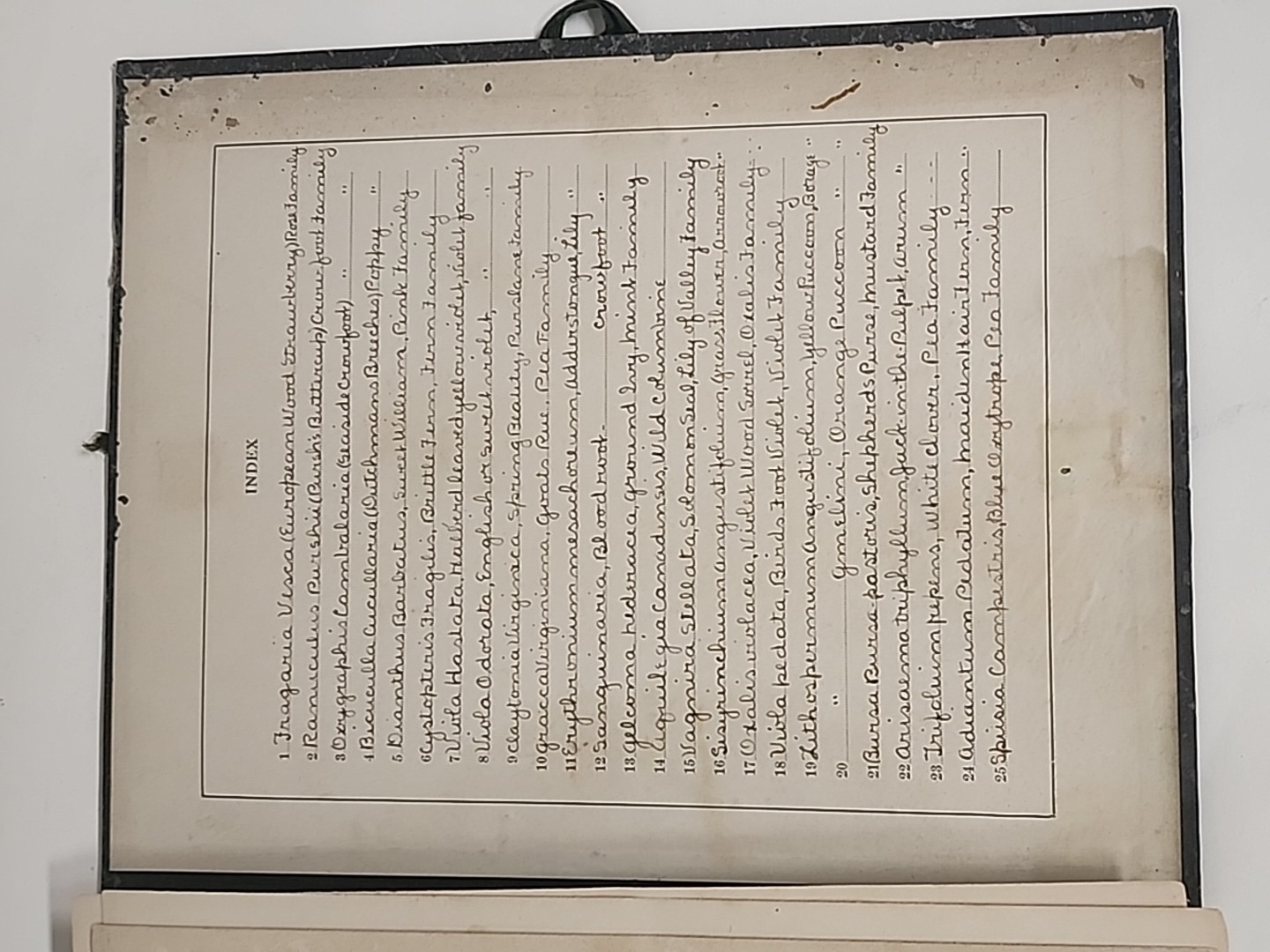 Antique HERBARIUM AND PLANT DESCRIPTIONS Meier Ginn And Company Complete 1907