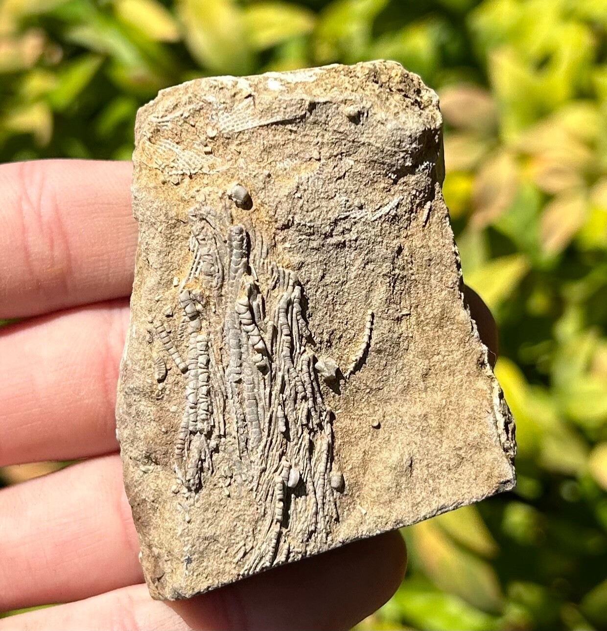 Alabama Fossil Crinoid in Matrix Aphelecrinus Bangor Limestone Formation