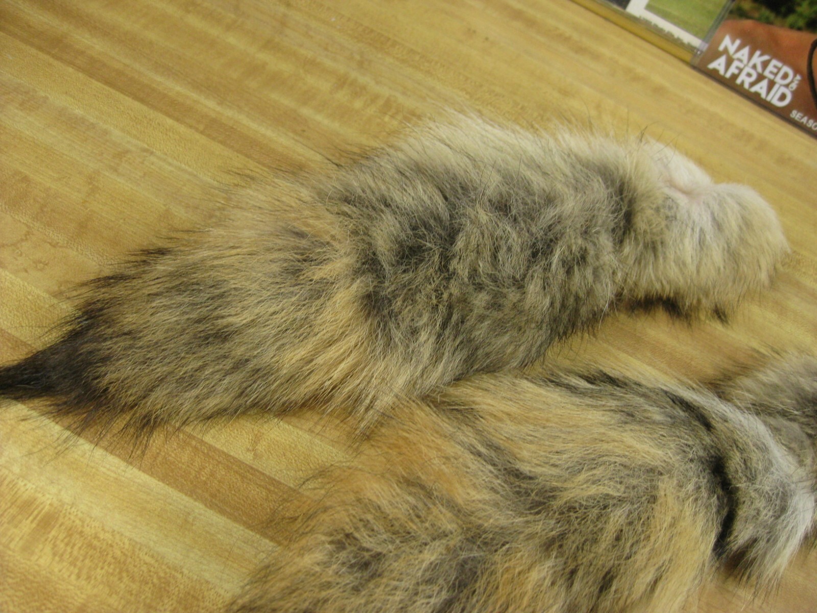 Tanned Coyote Tail # 1 Trapping Fur Coats Fur Craft Id Tag Blue