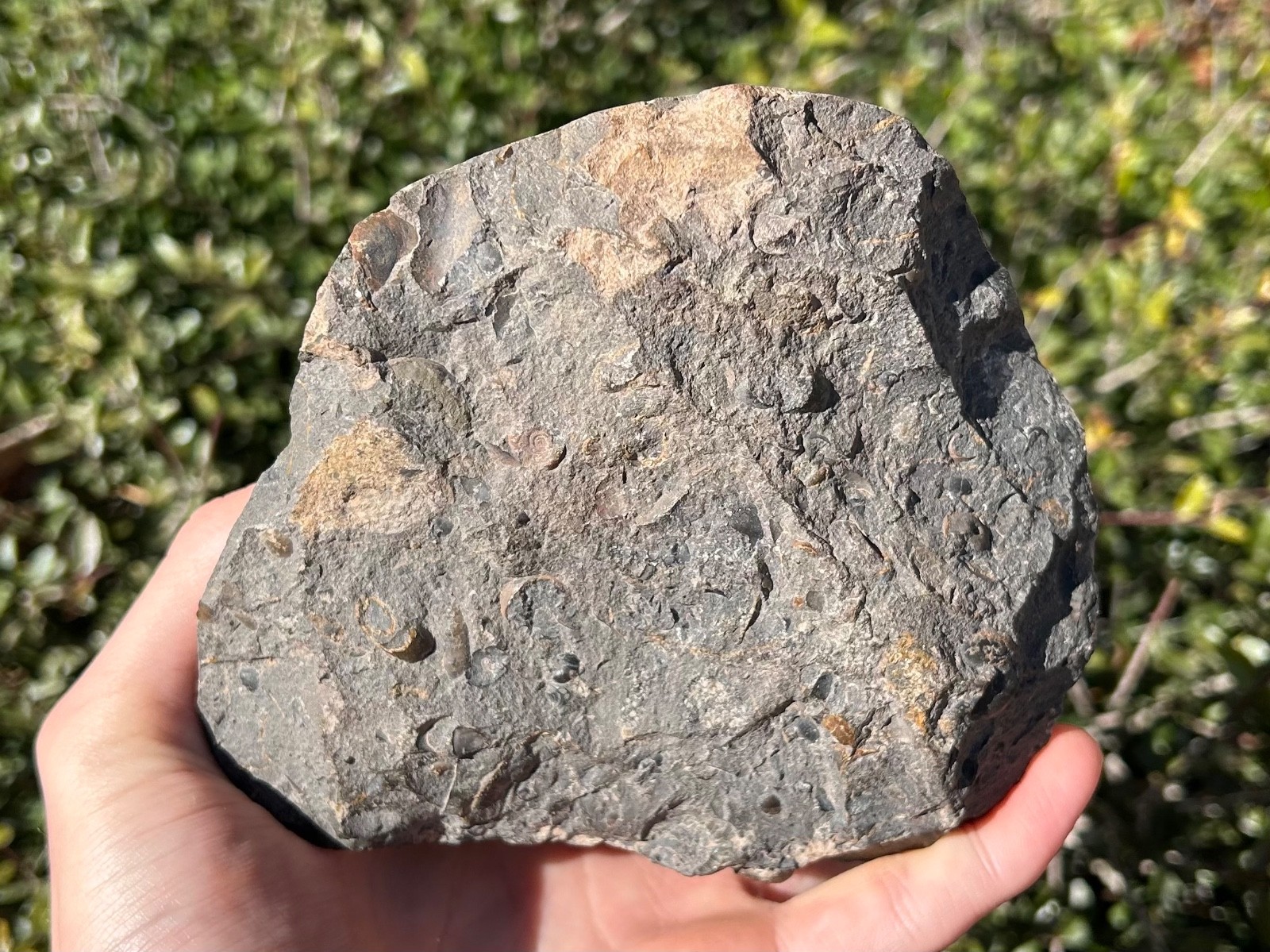 Devonian Fossil Ammonites Multi Plate Matrix Cluster Morocco 5.09”