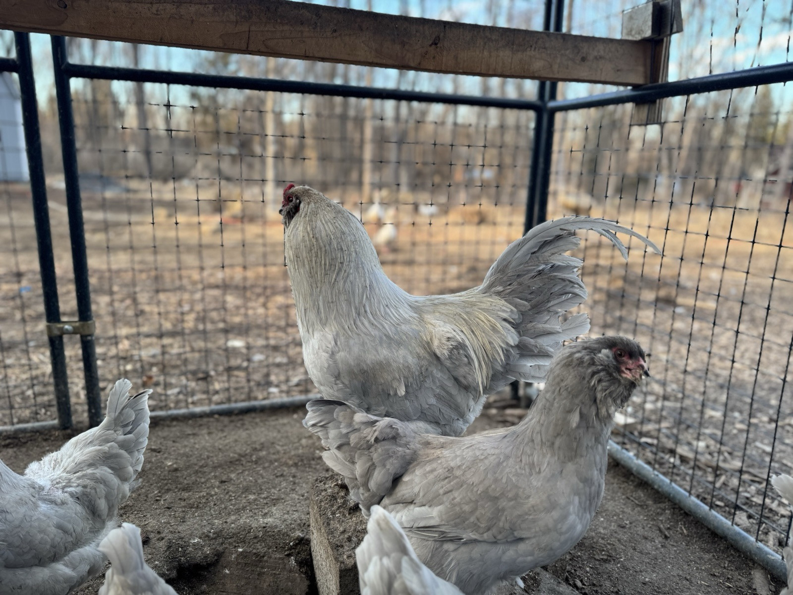 6+ Organically Raised Self Blue Lavender Ameraucana Fertile Hatching Eggs