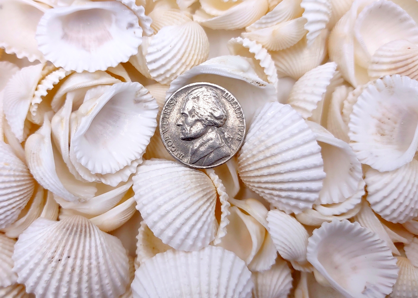 White Ark Clam Seashells Andara Granosa (approx. half cup 35+ shells 0.5+ in.)