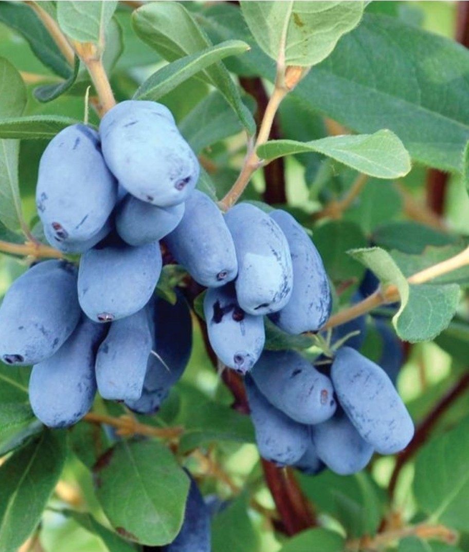 (2) 1 Ea Aurora & Boreal Blizzard Honeyberry LIVE 3 YR PLANTS 18-24" Gallon