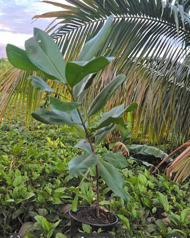 Mamey Tree (Pouteria sapota) Tropic / 1.5 @ 2 Mammea Americana / Free shippin
