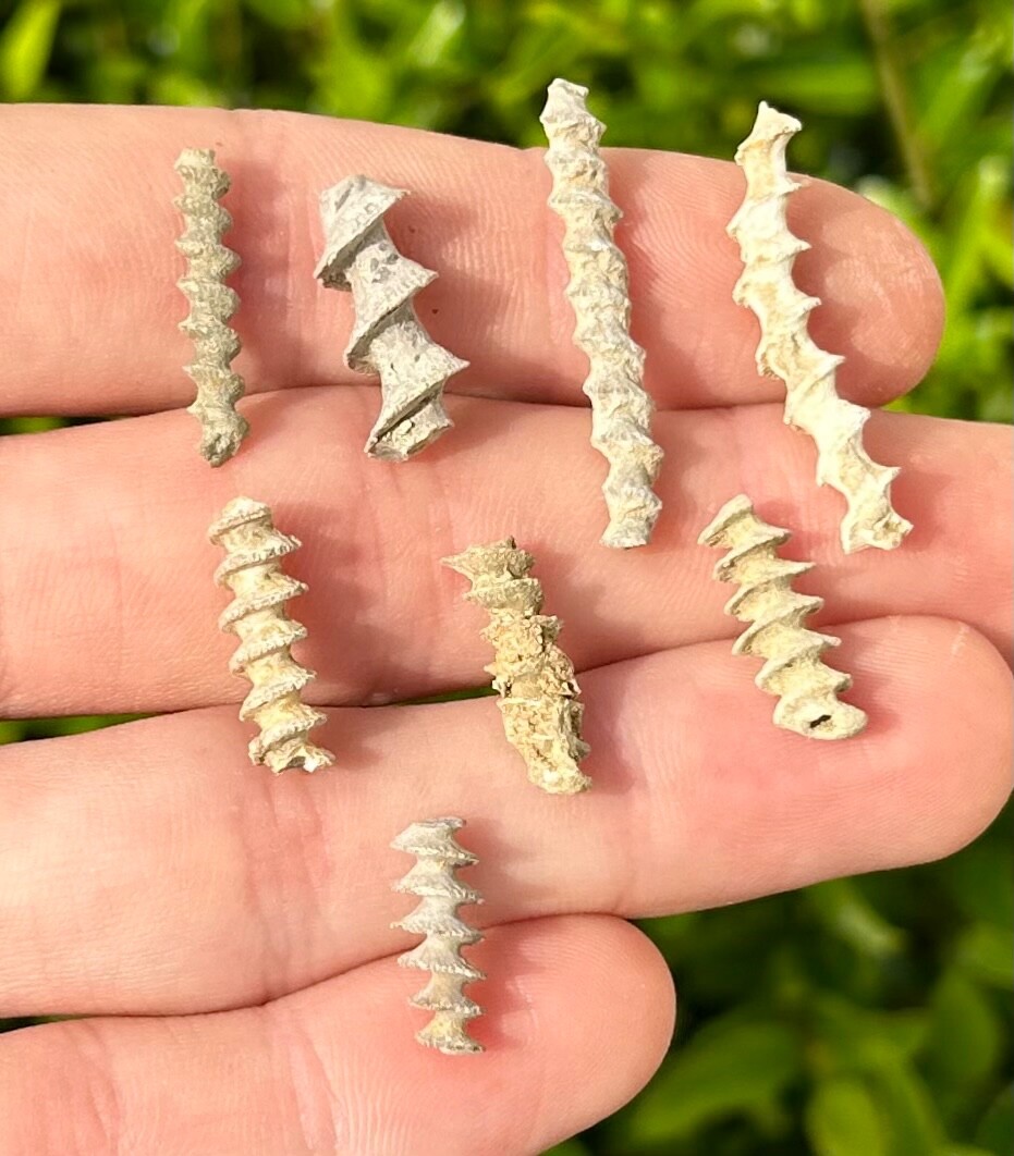 Alabama Fossil Archimedes Screw ONE PER PURCHASE Bryozoan Mississippian Age