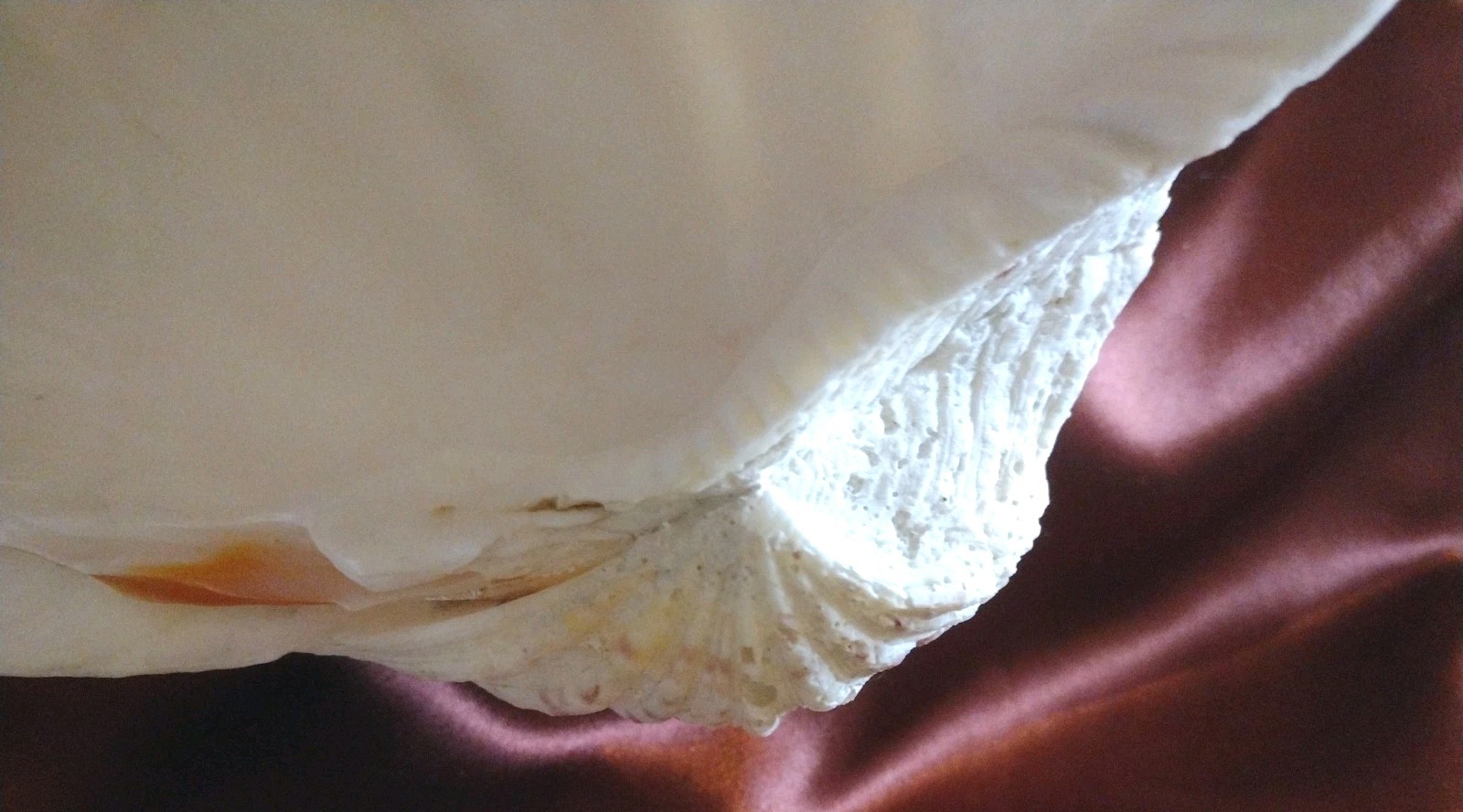 Vtg REAL 1980's Natural Sea Clam Shell Display Decor Crafting Collector 3lbs+