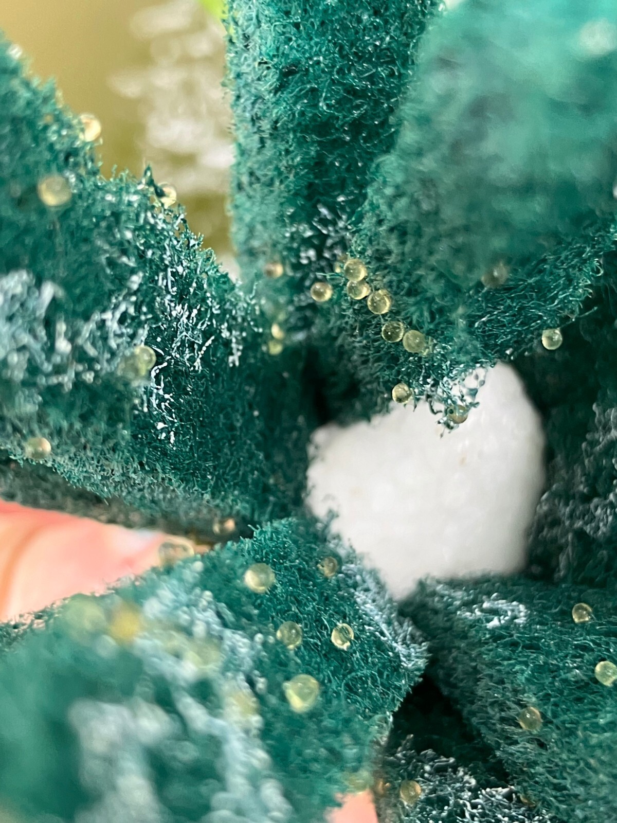 10+ fertilized hatching eggs assorted mystery medaka ricefish