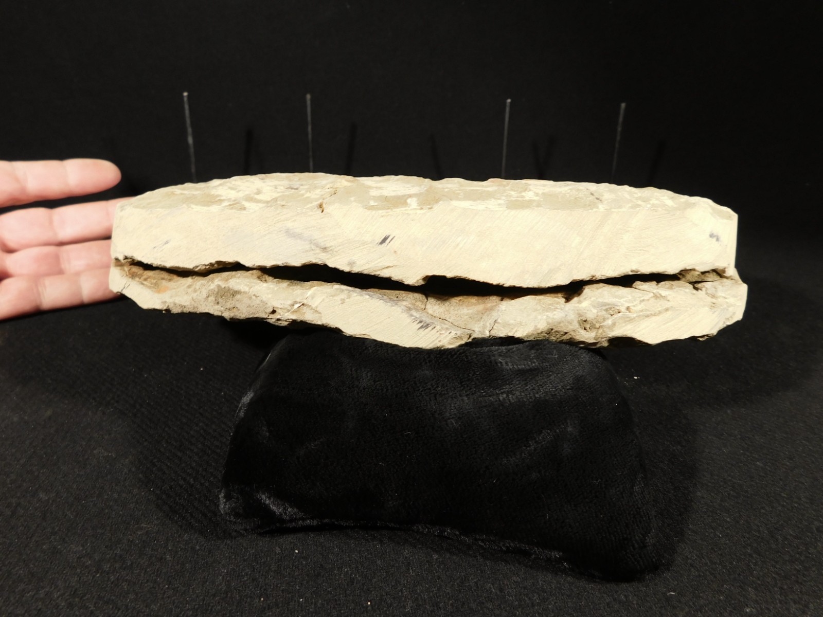 HUGE! 530 Million Year OLD! Andalusiana Trilobite Fossil Anif Morocco 3242gr