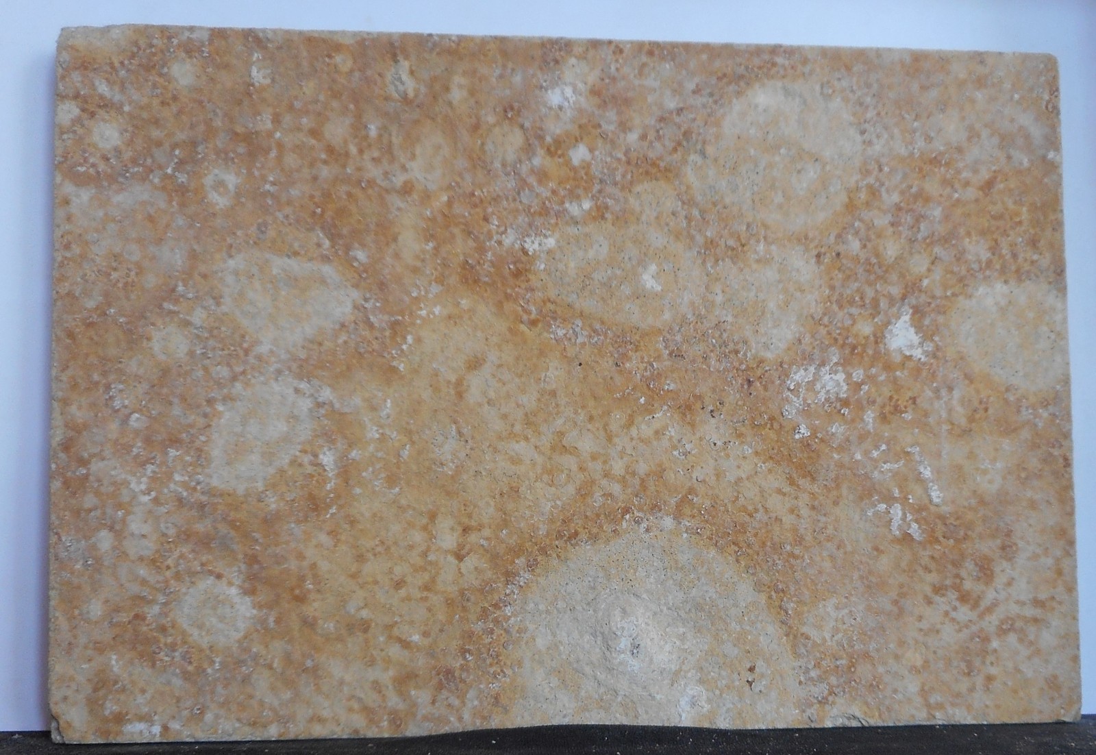 Fossil Fish.. Wyoming Green River Formation . Dino . 50 Million Years. 5.8" long