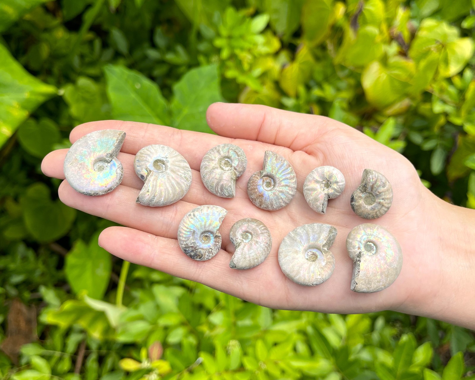 Opalized Ammonite Fossils - Choose Size & Amount (Natural Iridescent Ammonites)