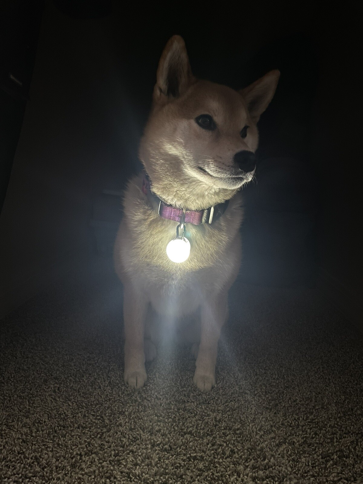 Rechargeable Dog Cat Collar Lights LED Clip on Light Veteran Owned