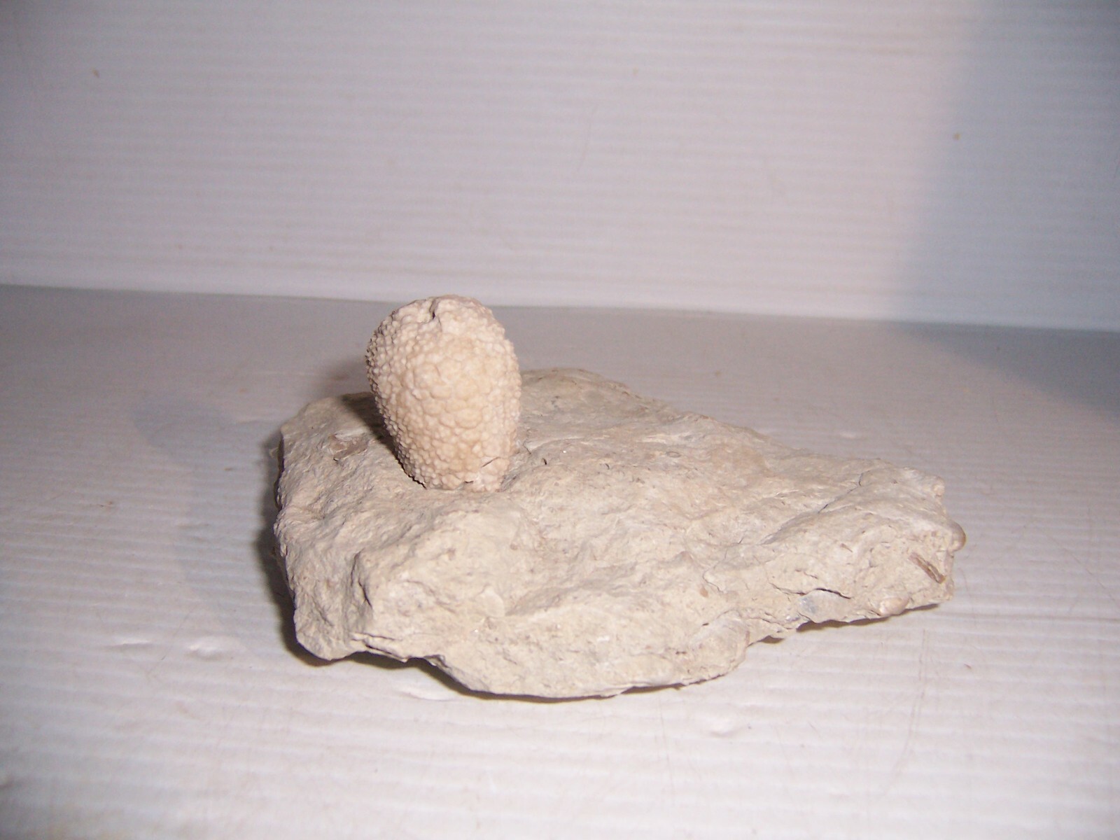 Fossil Holocystites Scutellatus Cystoid Silurian Niagaran Formation Osgood Shale