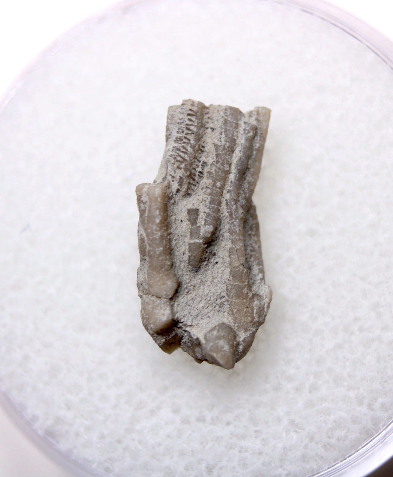 Dendrocrinus Crinoid Fossil Ordovician Kentucky Lexington Limestone