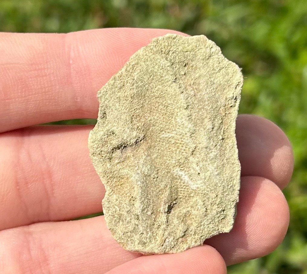 Alabama Fossil Starfish Cast Mississippian Age Bangor Limestone Formation