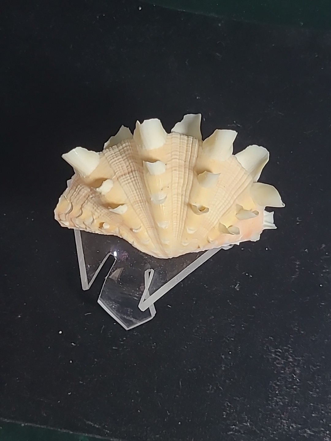 Vintage Whole Tridacna Squamosa Clam Shell Small Fan