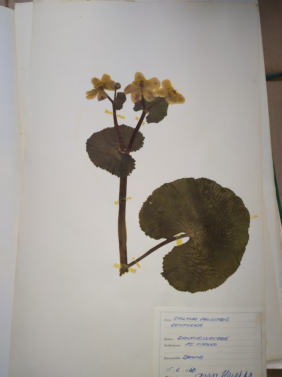 Antique Finnish Herbarium Botanical Pressed Plant specimens scrapbook 60's 50's