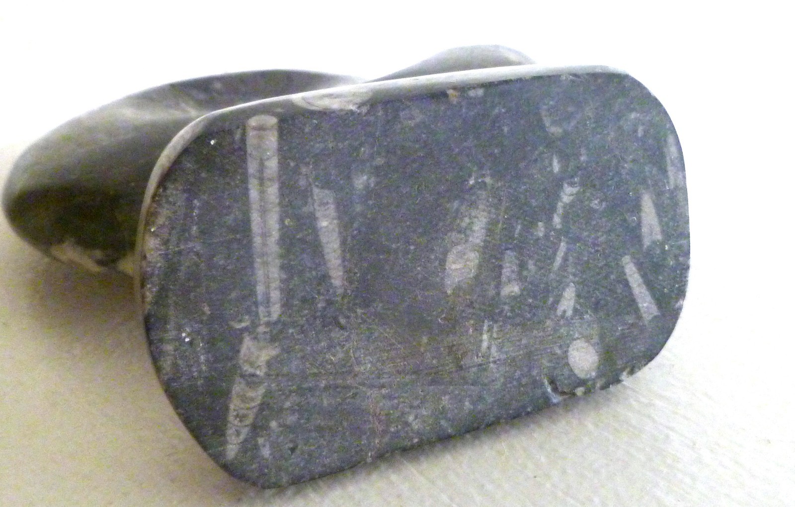 Ammonite Fossil Goniatite On Natural Stand Morocco Black/White Bands