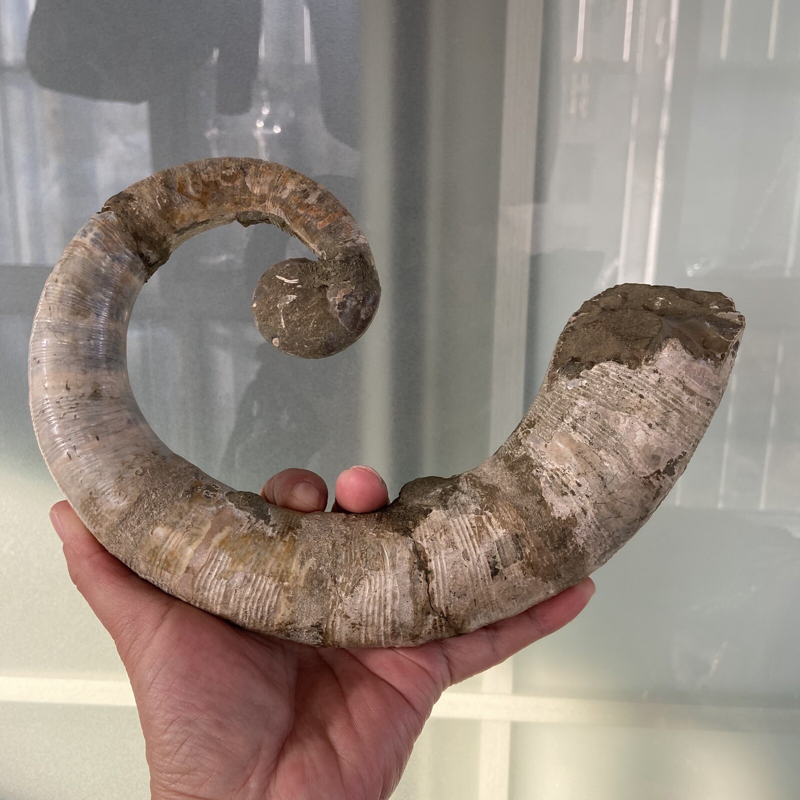 1242g215mm Big Repaired Ancyloceras Ammonite Fossil Sutures Crystal Display Mad