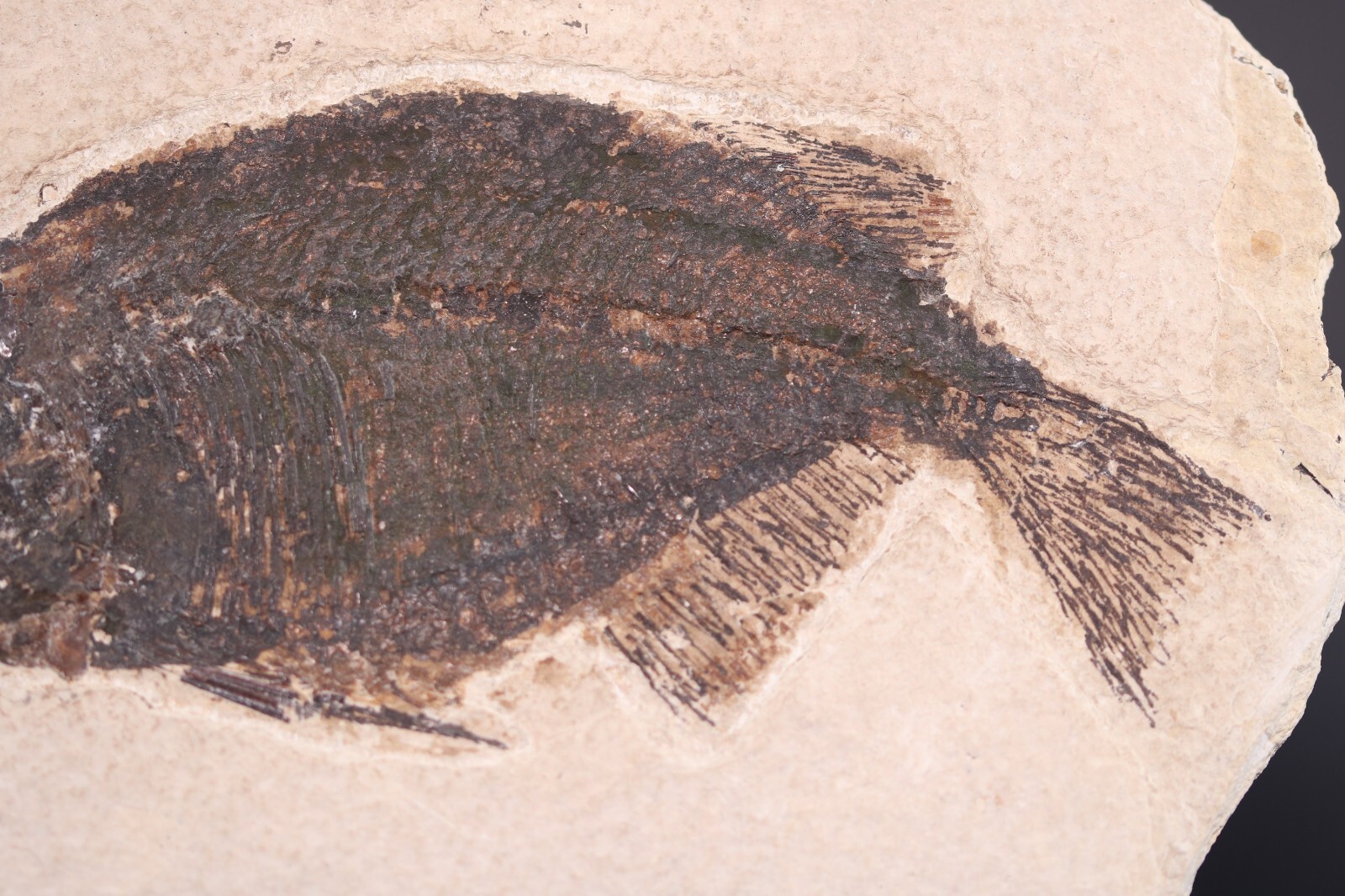 Bargain Phareodus Fossil Fish Fossil Lake Green River Fm Wyoming WY COA 11772